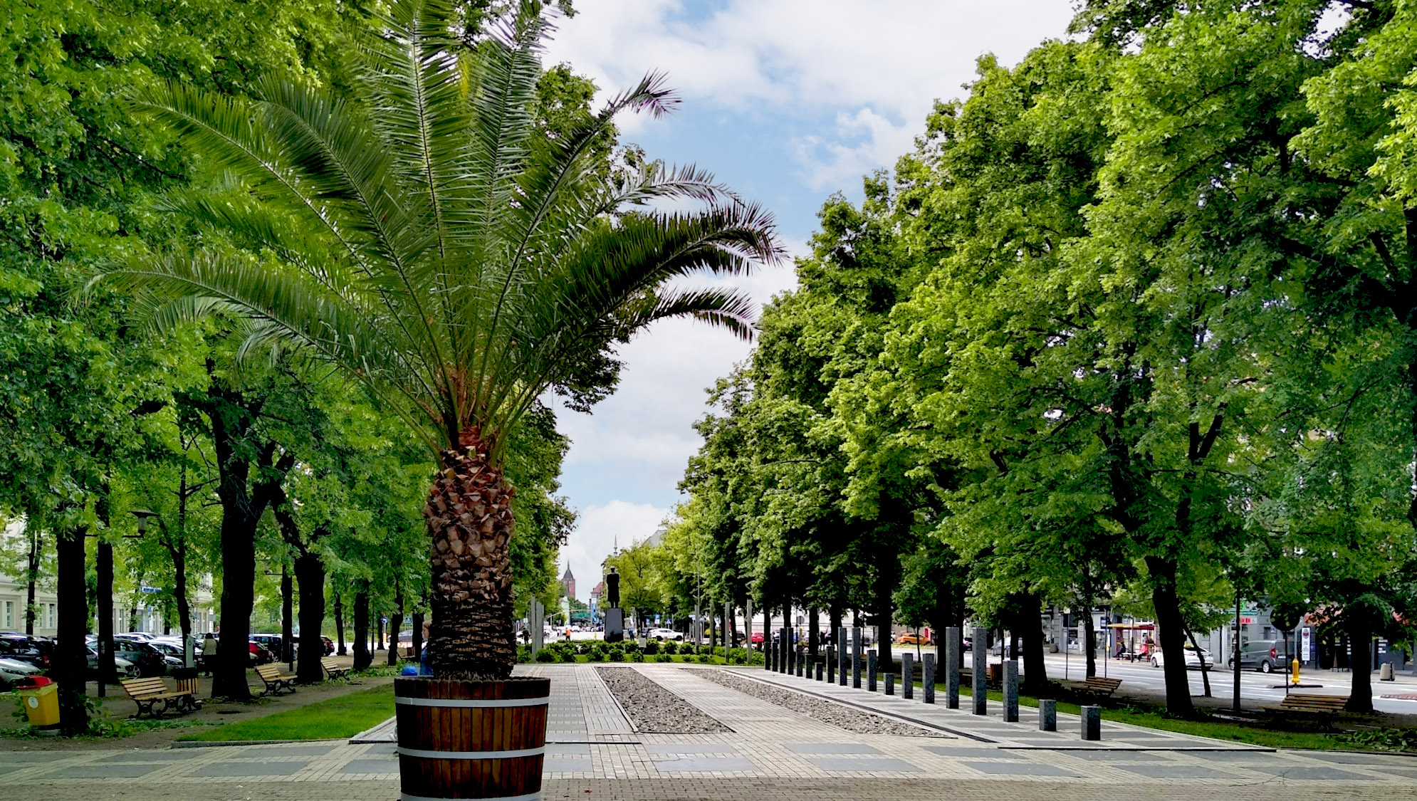 Fot. M.Foltyn/UM Gliwice palma na placu Piłsudskiego