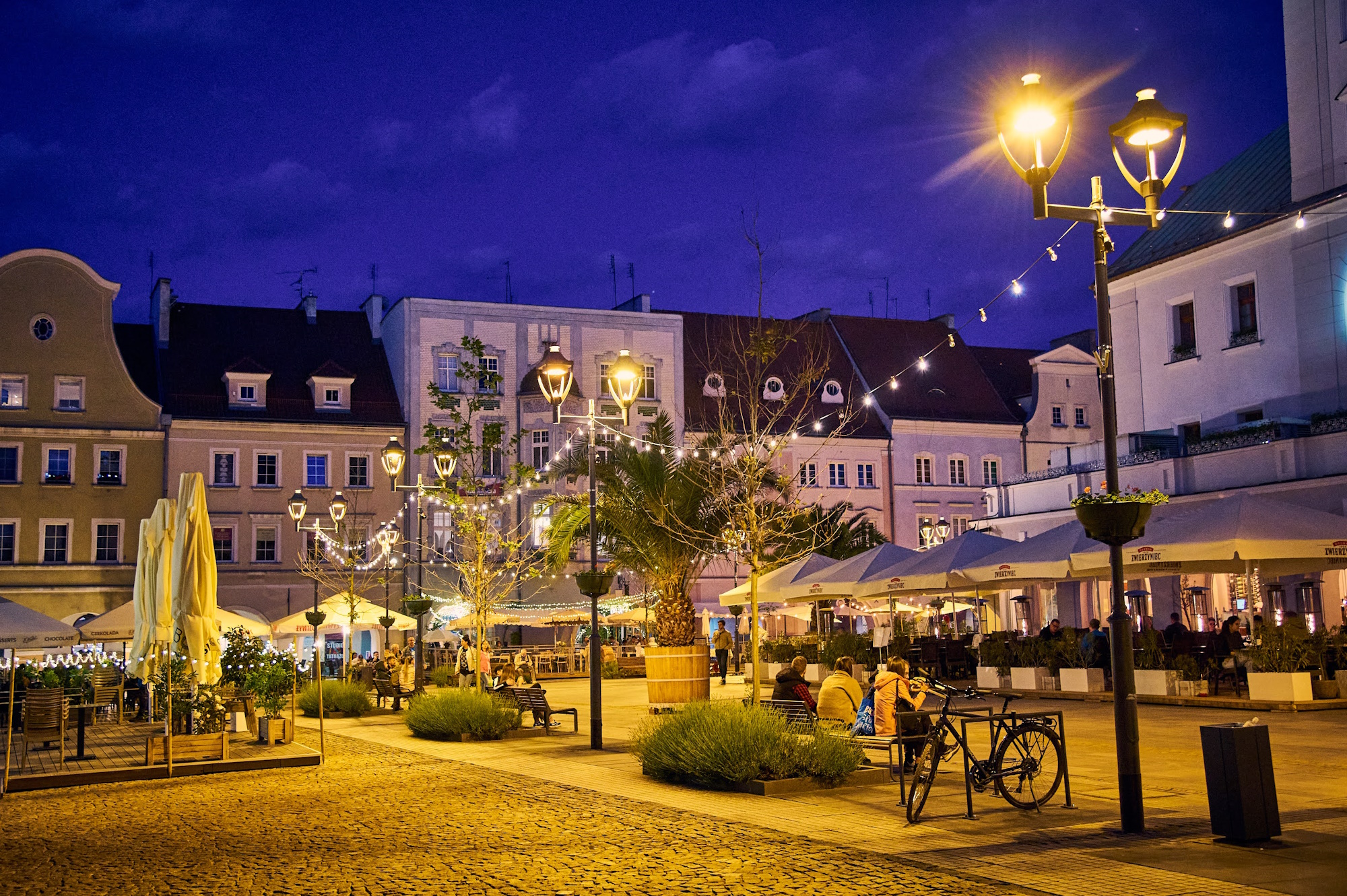 Fot. M.Buksa/UM Gliwice palmy2