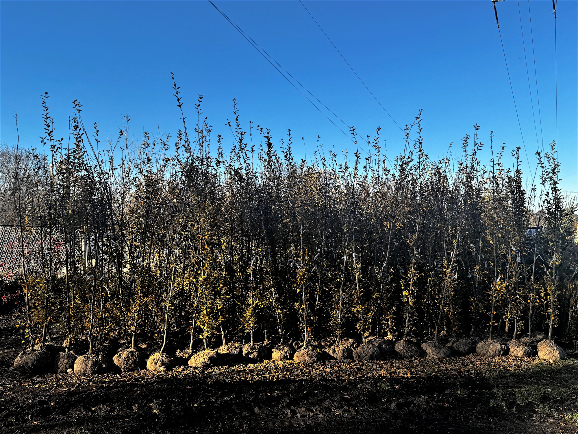 sadzonki stojące w rzędzie