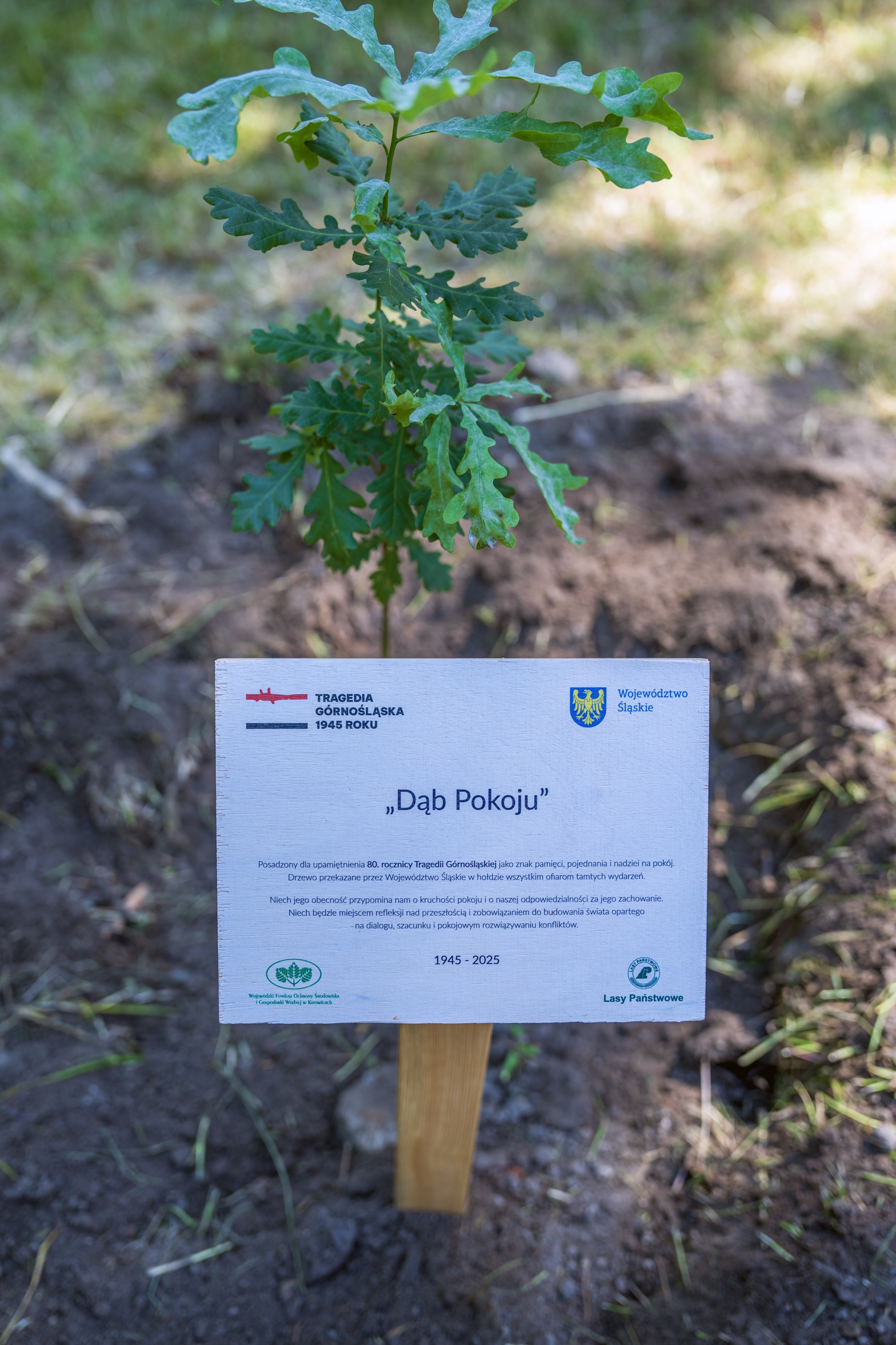 dąb i pamiątkowa tabliczka