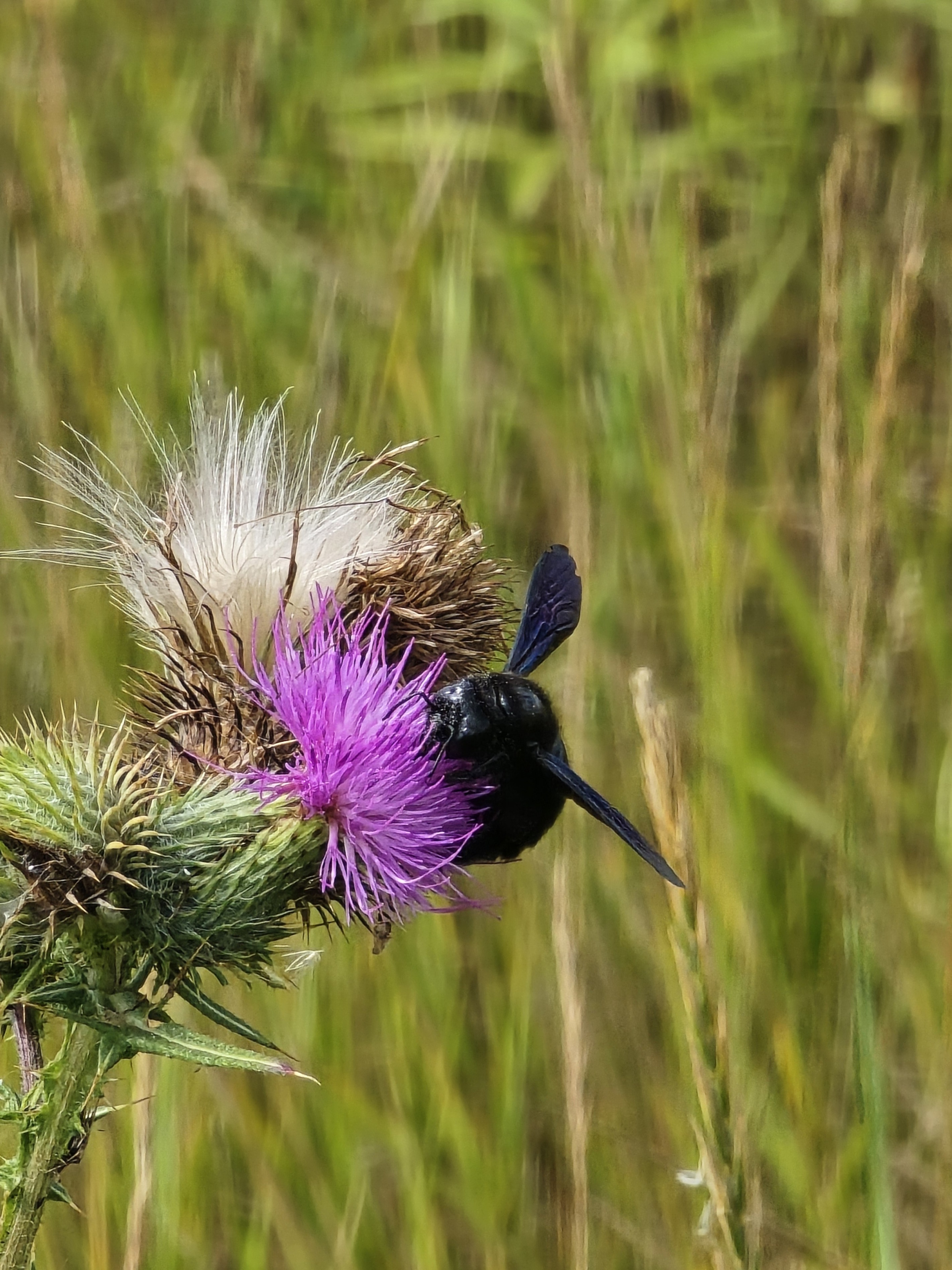 Zadrzechnia Fioletowa, a na niej czarna pszczoła