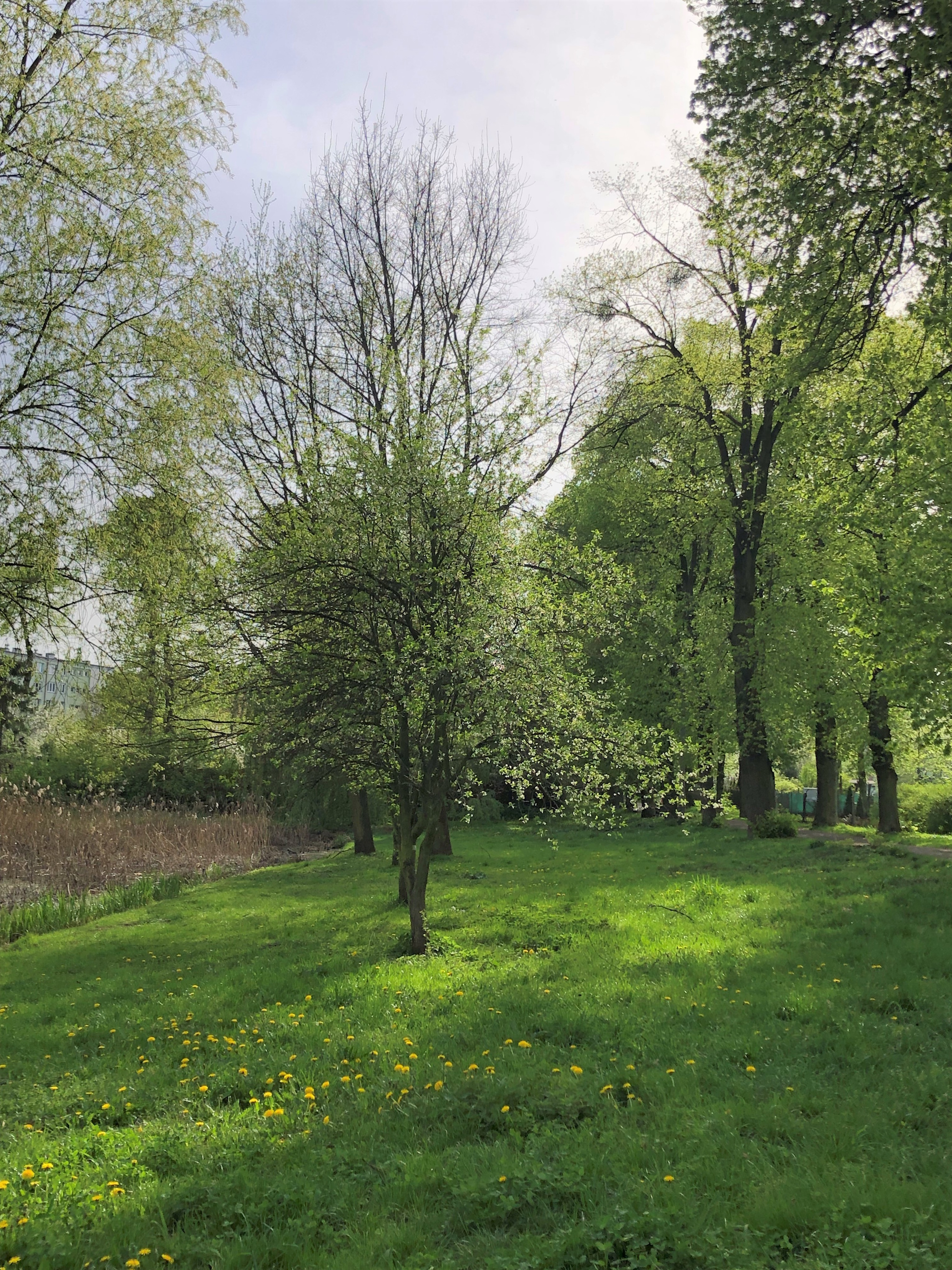 teren z drzewami i rawą