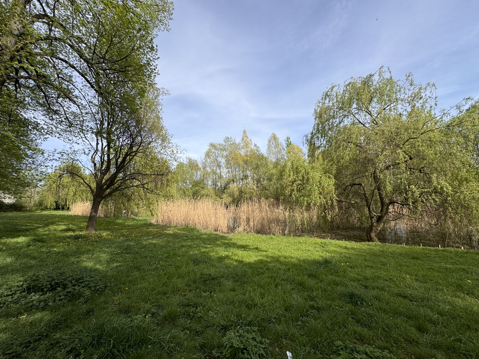 staw wśród zieleni