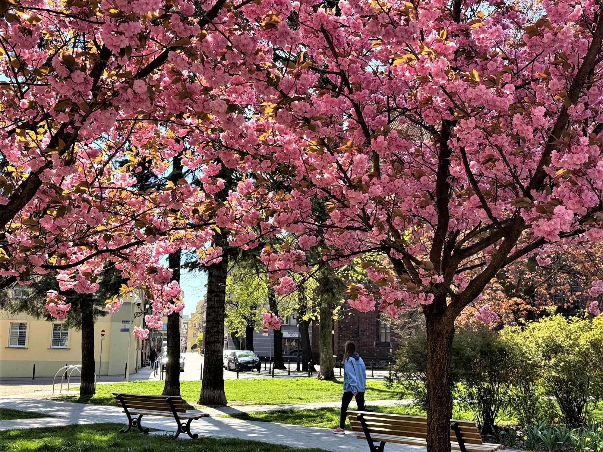 Szukacie scenerii do pięknych zdjęć? Plac Rzeźniczy poleca się na świetne ujęcia