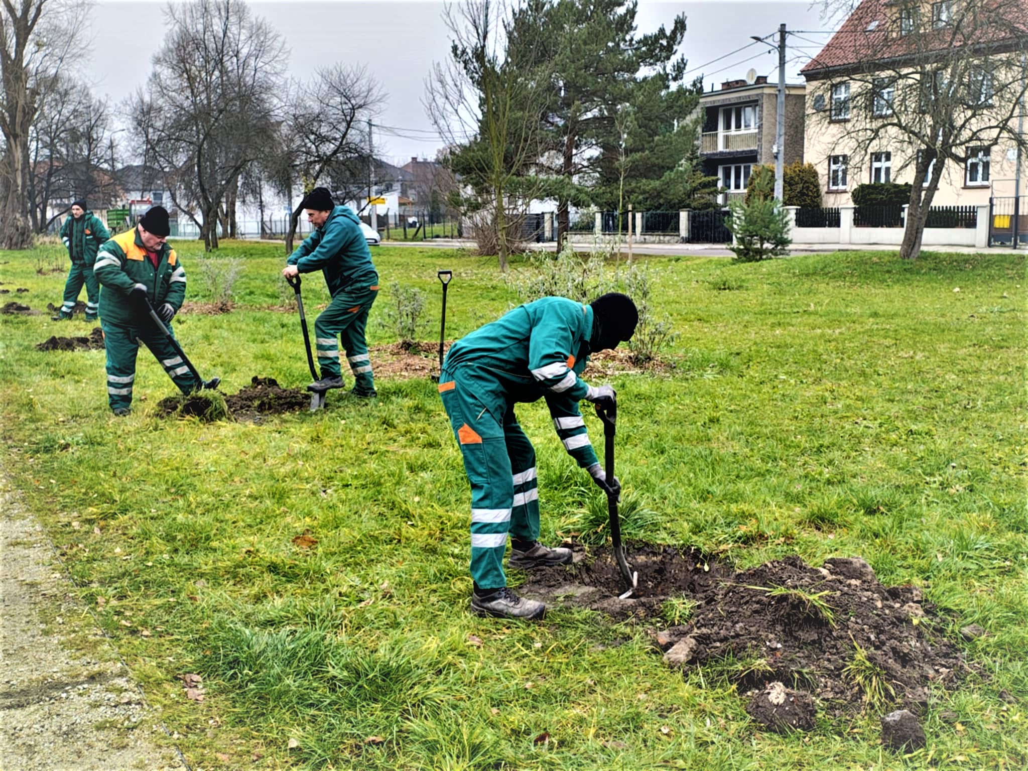 ludzie nasadzają drzewa na skwerze