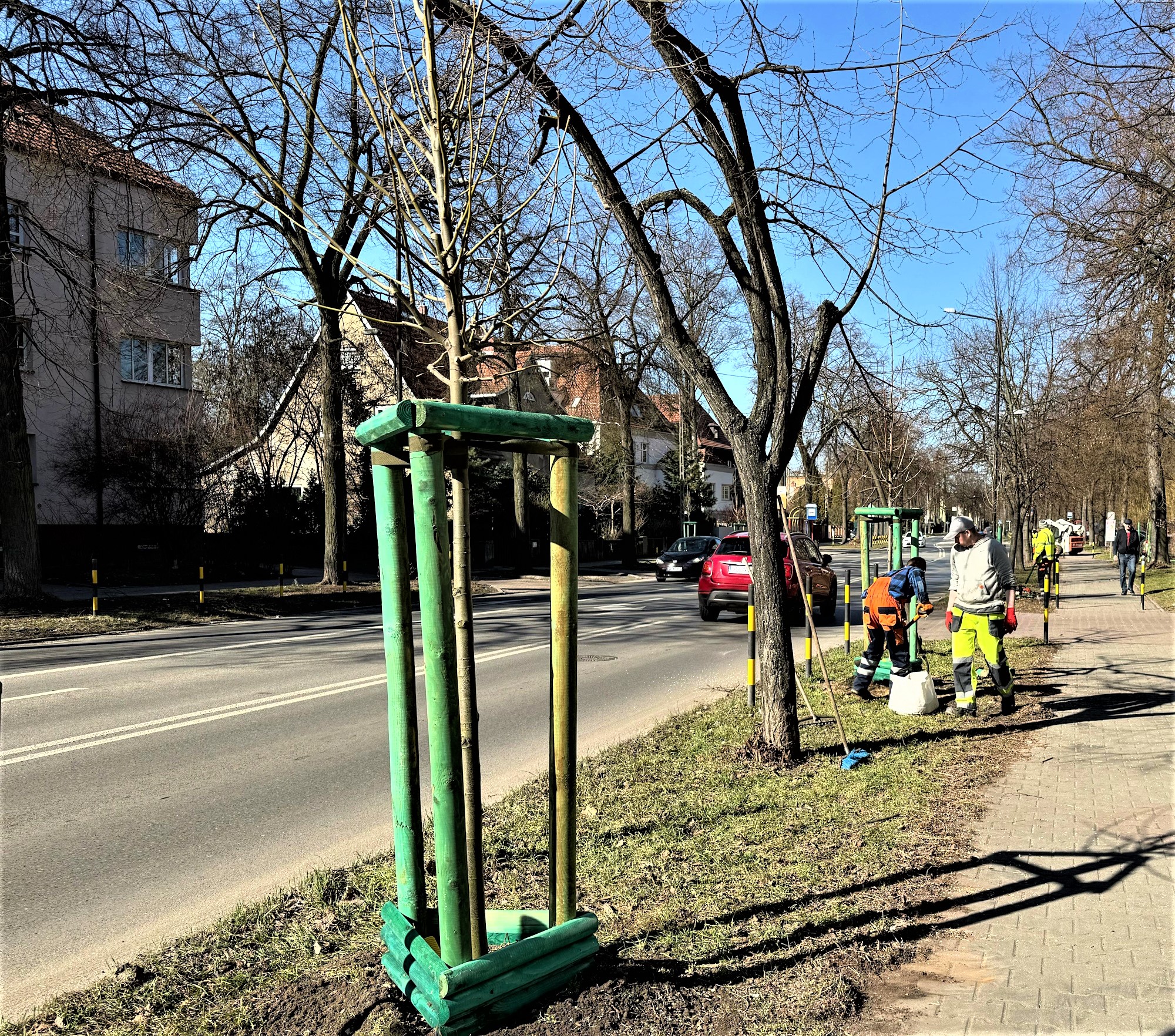 Mamy coraz więcej nowych drzew. Ulica Andersa się zazielenia