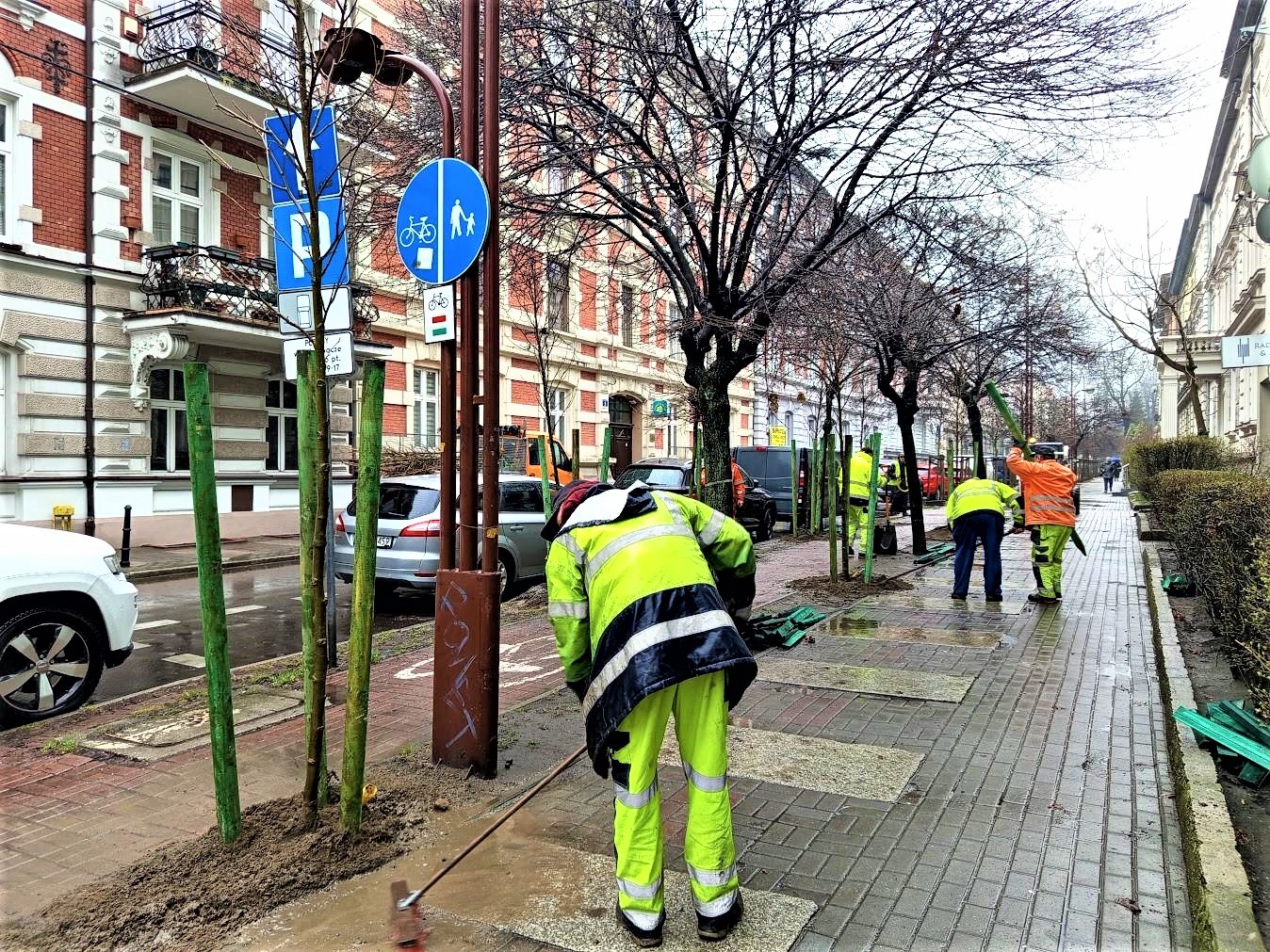 Kolejne nasadzenia na alei Korfantego. Szpalery 100 ambrowców uzupełniły nowe drzewka