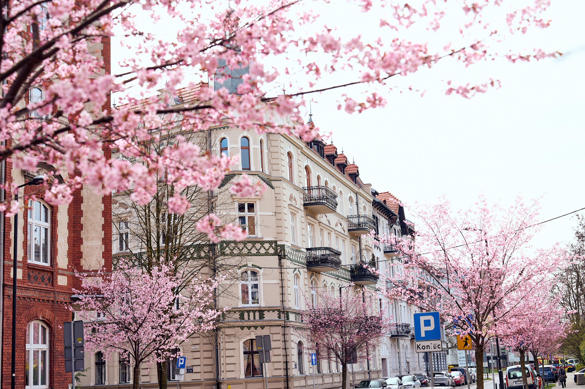 kwitnące na różowo drzewa na ul. Ziemowita