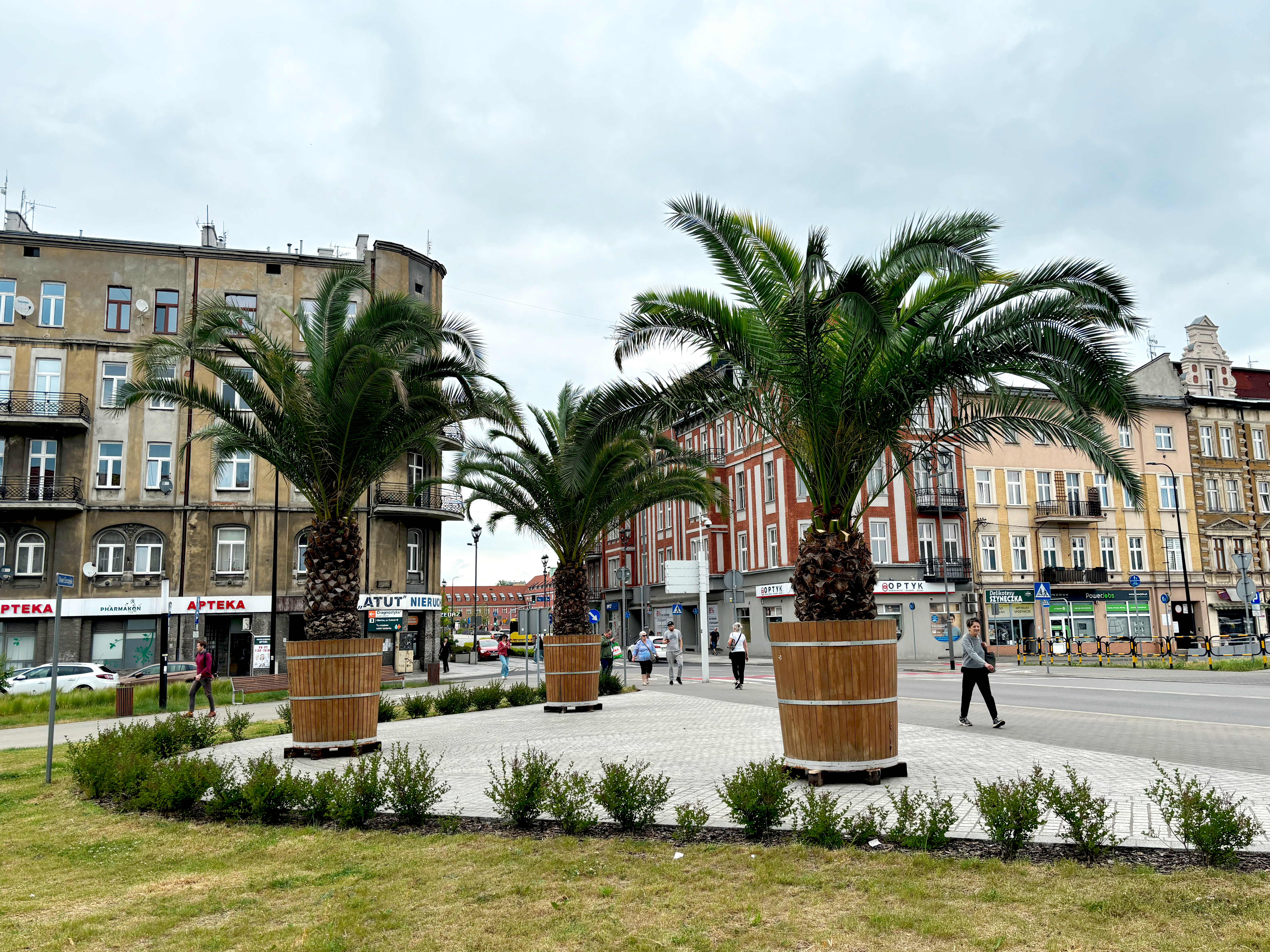 palmy