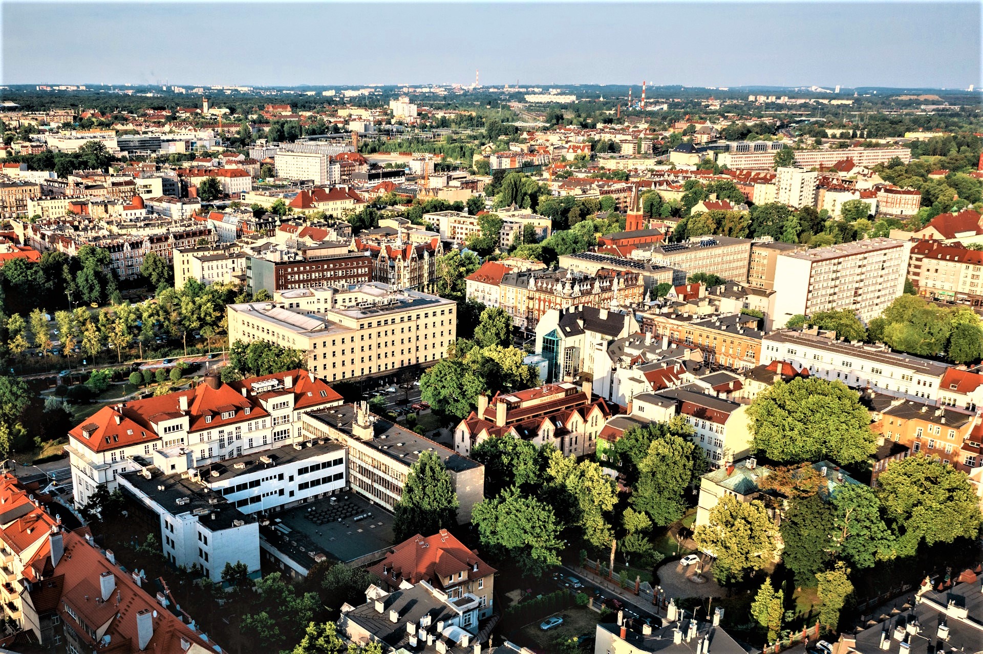 Zmieniamy Gliwice. Zamiast bruku – drzewa. Trwa akcja przy ulicy Zygmunta Starego