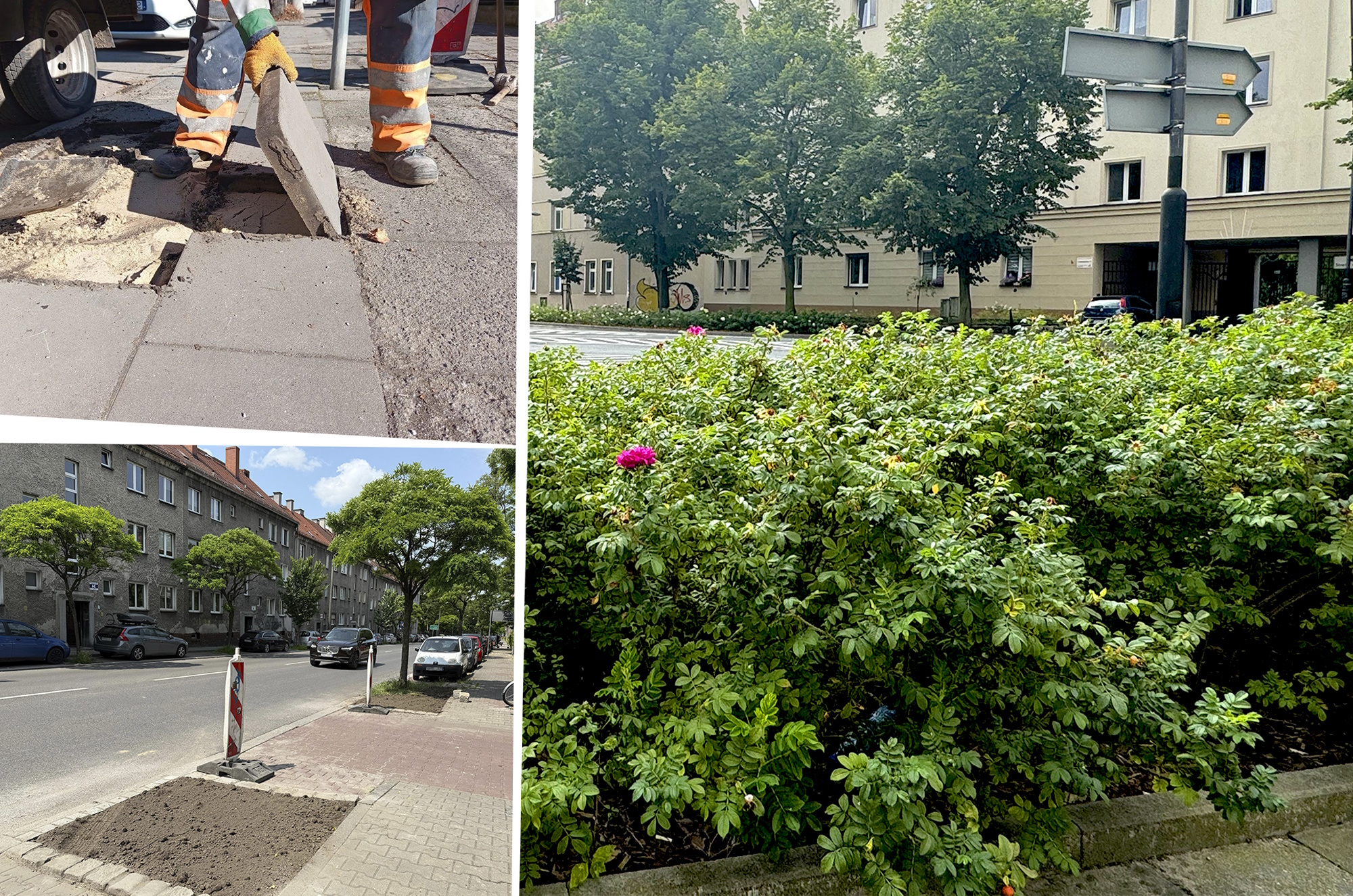 kolaż zdjęć zieleni i odbrukowywania
