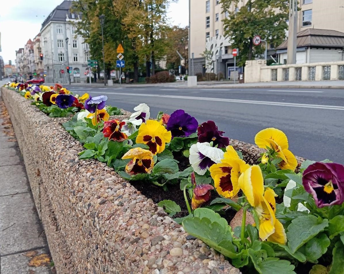 Bratki na ubarwienie jesieni